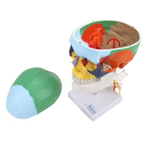 SKU: MG22309  Didactic Skull Mounted on Cervical Spine Model