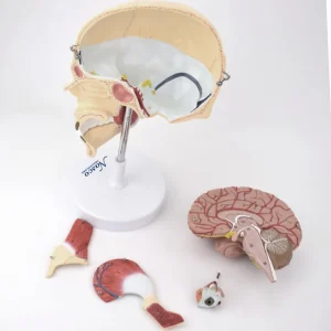 SKU: MG22311  Deluxe Skull with Masticatory Muscles and Nerves Model