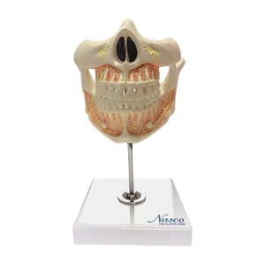 SKU: MG22594  Adult Dentition with Nerves and Roots Model