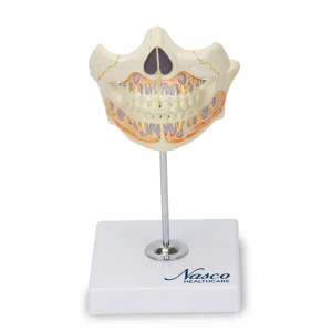 SKU: MG22595  Baby Teeth Model