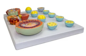 SKU: MG22605  Emryonic Development Model, 13 Stages