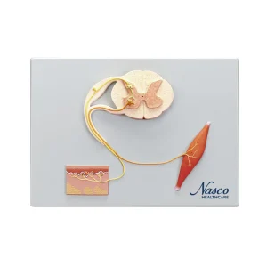 SKU: MG22756  Sensory, Neural, & Motor Elements Model