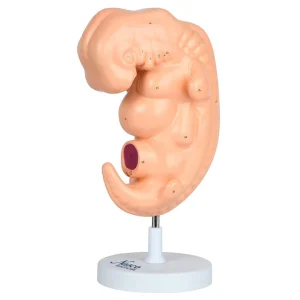 SKU: MG22793  Embryo Moddel, 50X Enlarged