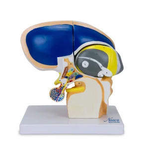 SKU: MG22801  Brain Model, 5X Enlarged, 4 Parts