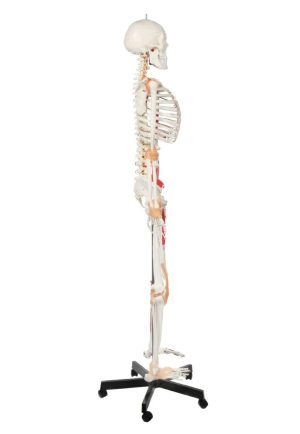 SKU: MG22945  Adult Skeleton with Muscles & Ligaments Mounted on Stand with Casters