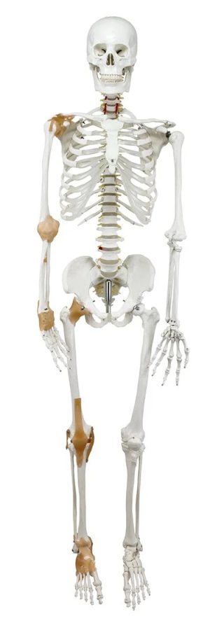 SKU: MG22946  Adult Skeleton with Ligaments, Mounted