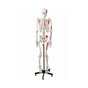 SKU: MG22947  Adult Skeleton, Painted Muscle & Insertion, Mounted