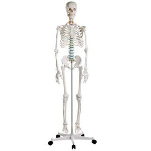 SKU: MG22949  Adult Skeleton Mounted on Stand with Casters