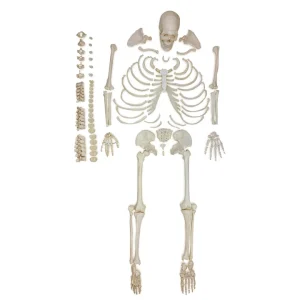 SKU: MG22950  Disarticulated Skeleton, Unmounted