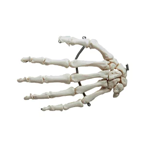 SKU: MG22951  Hand Model, Wire Mounted