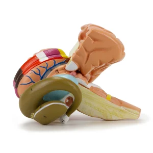 SKU: MG29930  Basal Nucleus Model, Enlarged, 2 Parts