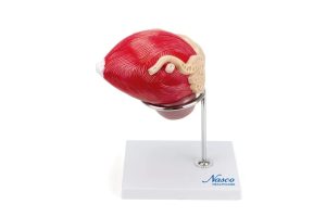SKU: MG30753  Prostate Model, 3X Enlarged, 2 Parts