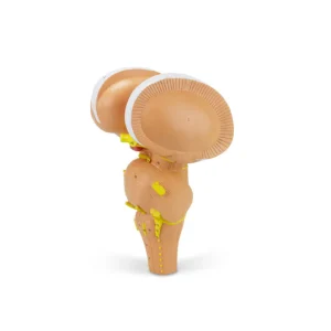 SKU: MG32072  Brain Stem Model, 3X Enlarged