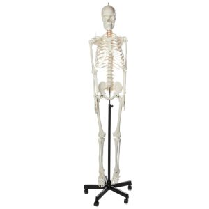 SKU: MG35315  Flexible Adult Skeleton, Mounted