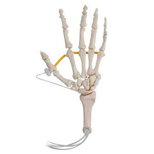 SKU: MG8509  Hand Skeletal Model, Nylon Chord