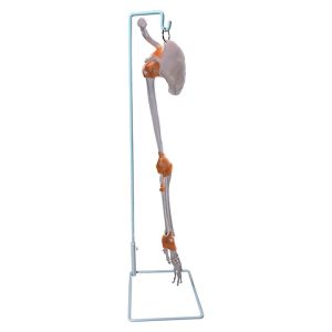 SKU: MG8511  Skeletal Arm with Ligaments, Scapula, & Clavicle