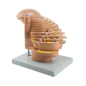 SKU: MG31094  MRI Head Model, 12 Transverse Sections