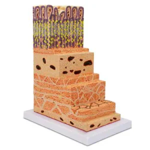 SKU: MG23168  Stomach Wall Micro-Anatomy Model, 150X Enlarged