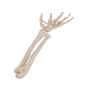 SKU: MG22953  Hand with Ulna and Radius Model, Wire Mounted