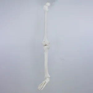 SKU: MG22955  Leg with Foot Model, Wire Mounted