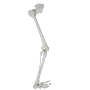 SKU: MG22954  Leg with Hip Bone & Foot Model, Wire Mounted