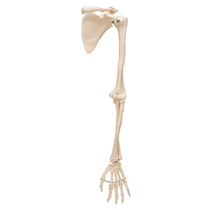 SKU: MG22956  Arm with Legaments, Scapula, & Clavicle Model, Wire Mounted