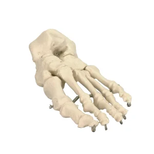 SKU: MG22959  Foot Model, Wire Mounted