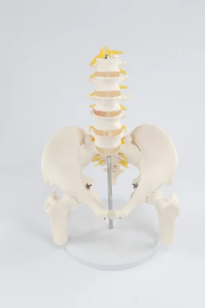 SKU: MG22963  Female Pelvis with Femur Heads Model