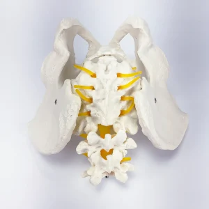 SKU: MG22965  Male Pelvis Model with Lumbar Vertebrae