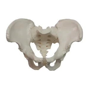 SKU: MG22966  Male Pelvis