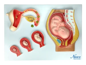 SKU: MG23004  Stages of Stages of Fertilization and Ovum Development