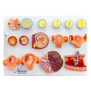 SKU: MG23005  Fertilization Stages