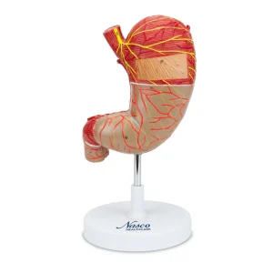 SKU: MG23160  Stomach Model, Enlarged, 2 Parts