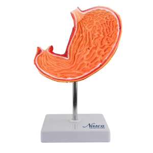 SKU: MG23164  Stomach Model, 2 Parts