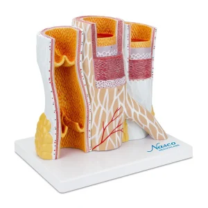SKU: MG23165  Micro-Anatomy of Artery & Veins Model, 20X Enlarged