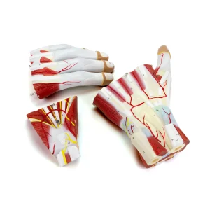 SKU: MG23166  Hand Model, 2X Enlarged, 3 Parts