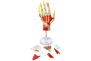 SKU: MG23167  Hand Model, 7 Parts