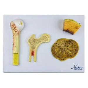 SKU: MG23172  Bone Model, 4 Parts