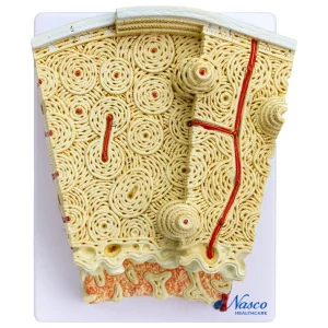 SKU: MG23173  Bone Micro-Anatomy Model, 80X Enlarged