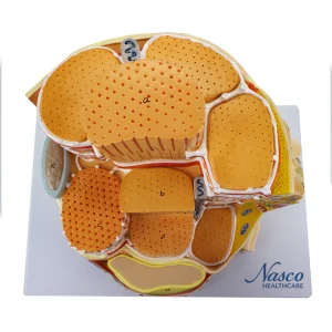 SKU: MG23414  Muscle Fiber Micro-Anatomy Model, 40,000X Enlarged