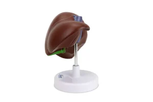 SKU: MG23416  Liver with Gallbladder Model