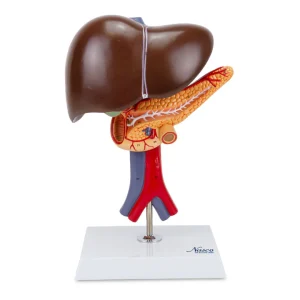 SKU: MG23418  Liver with Gallbladder, Pancreas, & Duodenum Model, 2 Part