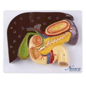 SKU: MG23419  Liver with Gallbladder, Pancreas & Duodenum Model