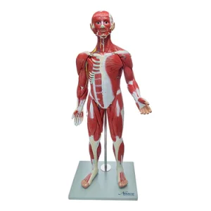 SKU: MG23421  Muscle Figure Model, 1/2 Life-Size, 30 Parts