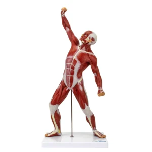 SKU: MG23422  Muscle Figure Model, 1/4 Life-Size