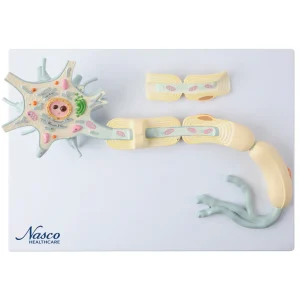 SKU: MG23433  Neuron with Dendrite & Axon, 2,500X Enlarged, 2 Parts