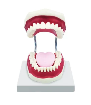SKU: MG23875  Dental Care Model, 3X Enlarged
