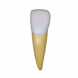 SKU: MG23920  Lower Incisor Model, 2 Parts