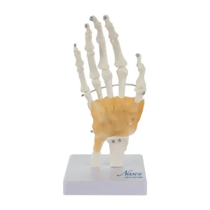 SKU: MG24049  Hand Joint with Ligaments Model