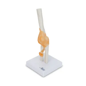 SKU: MG24050  Elbow Joint with Ligaments Model